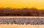 Picture of NEW MEXICO-BOSQUE DEL APACHE NATIONAL WILDLIFE RESERVE SNOW GEESE ON ICE AT SUNRISE 