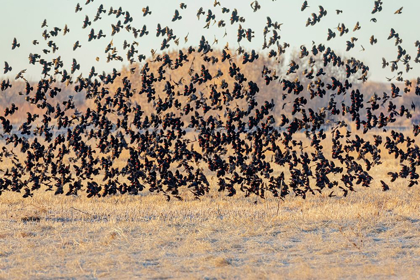 Picture of NEW MEXICO-BOSQUE DEL APACHE NATIONAL WILDLIFE RESERVE WINTER FLOCK OF RED-WINGED BLACKBIRDS