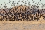 Picture of NEW MEXICO-BOSQUE DEL APACHE NATIONAL WILDLIFE RESERVE WINTER FLOCK OF RED-WINGED BLACKBIRDS