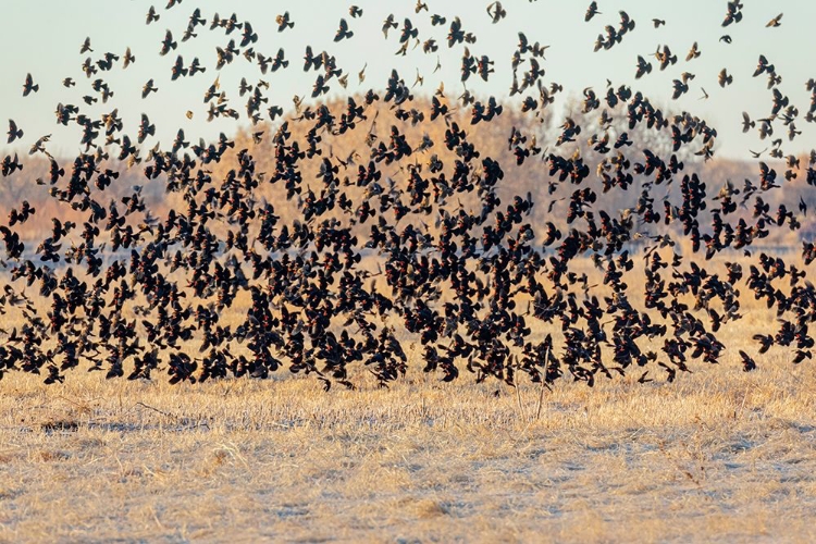 Picture of NEW MEXICO-BOSQUE DEL APACHE NATIONAL WILDLIFE RESERVE WINTER FLOCK OF RED-WINGED BLACKBIRDS