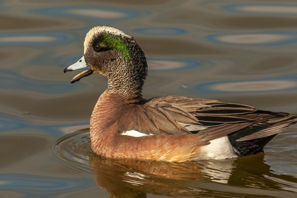 Picture of NEW MEXICO-SOCORRO COUNTY AMERICAN WIGEON DRAKE IN WATER