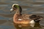 Picture of NEW MEXICO-SOCORRO COUNTY AMERICAN WIGEON DRAKE IN WATER
