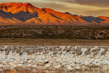 Picture of SANDHILL CRANES AND SNOWGEESE WADE AT BOSQUE DEL APACHE NATIONAL WILDLIFE RESERVE-NEW MEXICO-USA