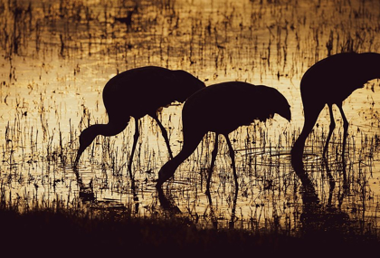 Picture of SANDHILL CRANE SILHOUETTED-BOSQUE DEL APACHE NATIONAL WILDLIFE REFUGE-NEW MEXICO