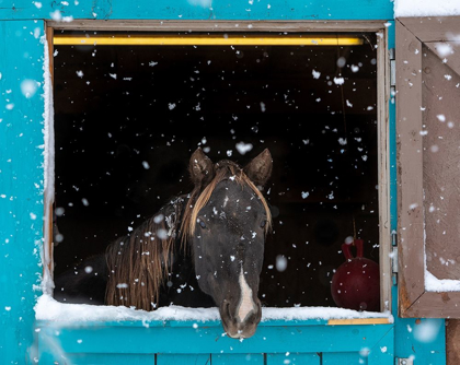 Picture of ROCKY MOUNTAIN LOOKING OUT OF STALL DURING SNOW STORM-NEW MEXICO