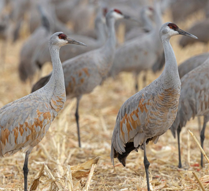 Picture of SANDHILL CRANES GATHERED-IN THE CORN FIELDS OF BERNARDO WILDLIFE AREA-NEW MEXICO