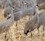 Picture of SANDHILL CRANES GATHERED-IN THE CORN FIELDS OF BERNARDO WILDLIFE AREA-NEW MEXICO