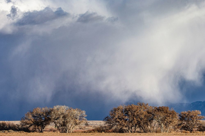 Picture of WINTER STORMS IN THE MANZANO MOUNTAINS-NEW MEXICO