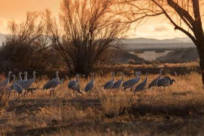 Picture of SANDHILL CRANES WITH SR 60 IN BACKGROUND-BERNARDO WILDLIFE AREA-NEW MEXICO