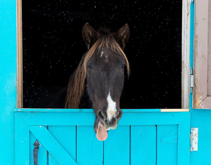 Picture of ROCKY MOUNTAIN HORSE YAWNING-WINTER-NEW MEXICO