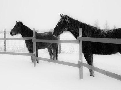 Picture of HORSES IN STANDING IN SNOWY WEATHER-EDGEWOOD-NEW MEXICO