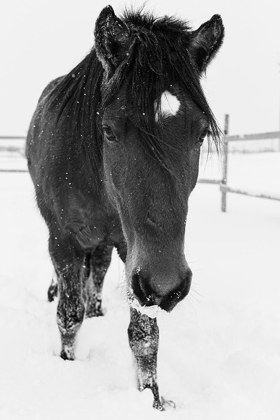 Picture of DAKOTAS FIRST WINTER-EDGEWOOD-NEW MEXICO