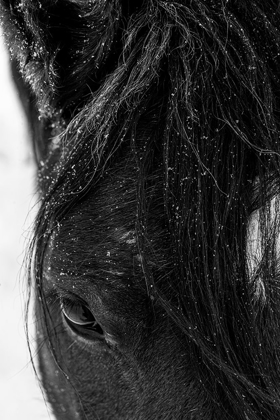 Picture of WINTER LIGHT ON MUSTANG-NEW MEXICO