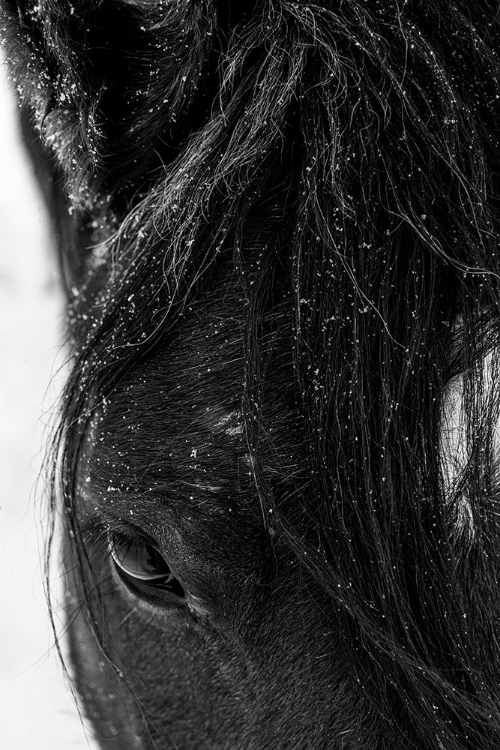 Picture of WINTER LIGHT ON MUSTANG-NEW MEXICO