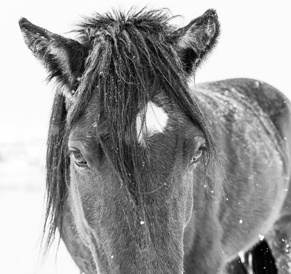 Picture of HORSE IN STANDING IN SNOWY WEATHER-EDGEWOOD-NEW MEXICO