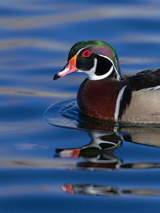 Picture of WOOD DUCK DRAKE IN PERFECT COLORATION-NEW MEXICO