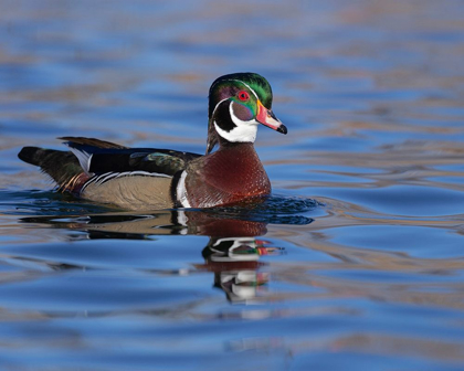 Picture of WOOD DUCK DRAKE IN PERFECT COLORATION-NEW MEXICO