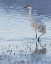 Picture of SANDHILL CRANE-BOSQUE DEL APACHE NATIONAL WILDLIFE REFUGE-NEW MEXICO