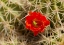 Picture of CLARET-CUP CACTUS JUST OPENING-ECHINOCEREUS COCCINEUS-ALBUQUERQUE GOLDEN OPENSPACE TRAILS-NEW MEXICO