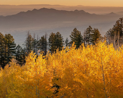 Picture of QUAKING ASPEN FALL LEAF COLORS LOOKING EAST ON THE 10K TRAIL-CIBOLA NATIONAL FOREST-NEW MEXICO