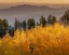 Picture of QUAKING ASPEN FALL LEAF COLORS LOOKING EAST ON THE 10K TRAIL-CIBOLA NATIONAL FOREST-NEW MEXICO