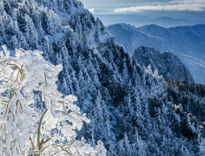 Picture of SNOW ICE CRYSTALS BLOWING OFF TREE-SANDIA MOUNTAIN WILDERNESS-NEW MEXICO