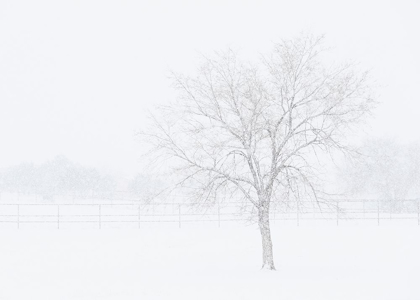 Picture of SNOWSCAPE IN NEW MEXICO