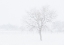 Picture of SNOWSCAPE IN NEW MEXICO
