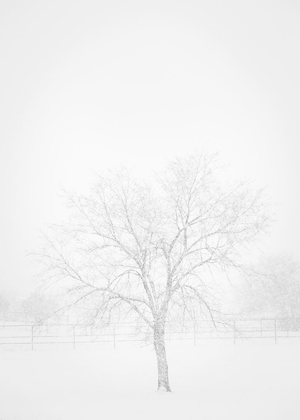 Picture of SNOWSCAPE IN NEW MEXICO