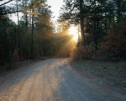 Picture of FOREST ROADS AT SUNRISE-MANZANO MOUNTAIN WILDERNESS-CIBOLA NATIONAL FOREST-NEW MEXICO