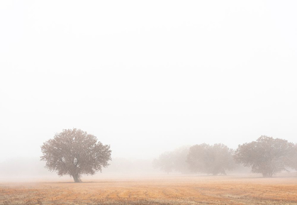 Picture of TREE IN FOG-BOSQUE DEL APACHE NATIONAL WILDLIFE REFUGE-NEW MEXICO