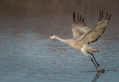 Picture of SANDHILL CRANE IN FLIGHT-GRUS CANADENSIS-BOSQUE DEL APACHE NATIONAL WILDLIFE REFUGE-NEW MEXICO,