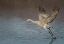 Picture of SANDHILL CRANE IN FLIGHT-GRUS CANADENSIS-BOSQUE DEL APACHE NATIONAL WILDLIFE REFUGE-NEW MEXICO,