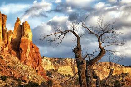 Picture of DEAD TREE AND FALL COLORS IN NEW MEXICO-USA