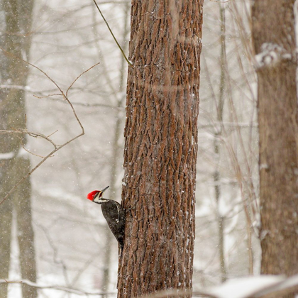 Picture of NEW YORK STATE-WESTCHESTER COUNTY-MALE PILEATED WOODPECKER-PERCHED ON A TREE-SNOWING