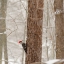 Picture of NEW YORK STATE-WESTCHESTER COUNTY-MALE PILEATED WOODPECKER-PERCHED ON A TREE-SNOWING