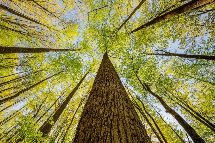 Picture of WIDE ANGLE VIEW UPWARD IN THE FOREST-GREAT SMOKY MOUNTAINS NATIONAL PARK-NORTH CAROLINA