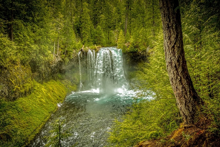 Picture of OREGON-MCKENZIE RIVER KOOSAH FALLS LANDSCAPE 