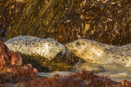 Picture of OREGON-BANDON BEACH-HARBOR SEALS GREETING AND KELP