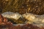 Picture of OREGON-BANDON BEACH-HARBOR SEALS GREETING AND KELP