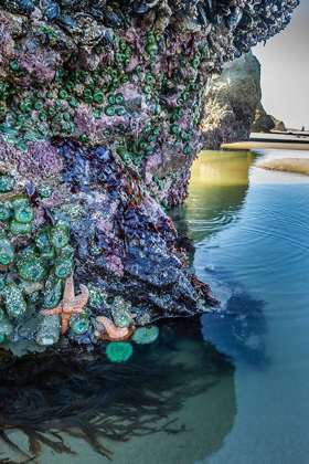 Picture of OREGON-BANDON BEACH SEA STARS AND ANEMONES ON ROCK 