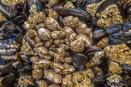 Picture of OREGON-BANDON BEACH BARNACLES AND MUSSELS CLOSE-UP 