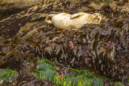 Picture of OREGON-BANDON BEACH HARBOR SEAL RESTING ON KELP 