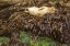 Picture of OREGON-BANDON BEACH HARBOR SEAL RESTING ON KELP 