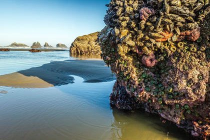 Picture of OREGON-BANDON BEACH ANEMONES AND SEA STARS EXPOSED AT LOW TIDE 