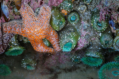 Picture of OREGON-BANDON BEACH ANEMONES AND SEA STARS EXPOSED AT LOW TIDE 