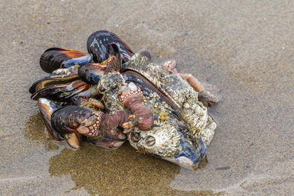 Picture of OREGON-BANDON BEACH CLUMP OF MOLLUSK AND OTHER SHELLS ON BEACH 