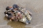 Picture of OREGON-BANDON BEACH CLUMP OF MOLLUSK AND OTHER SHELLS ON BEACH 
