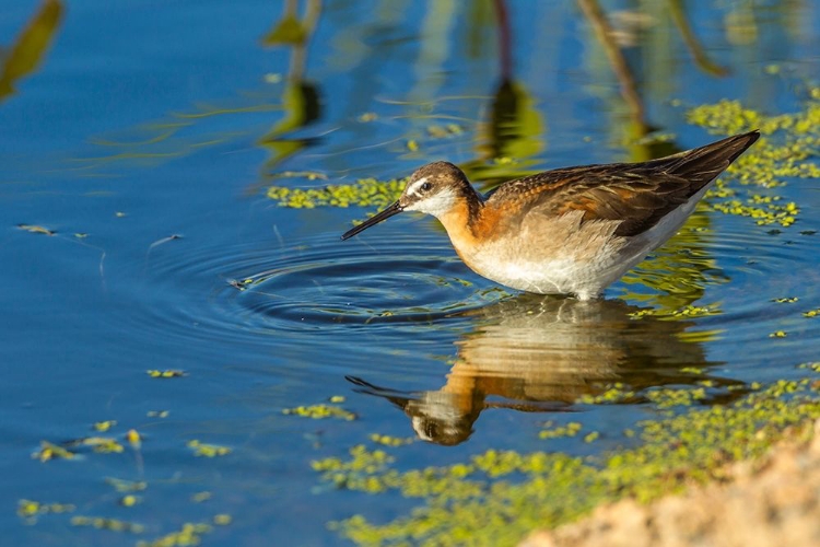 Picture of OREGON-HARNEY COUNTY-FEMALE PHALAROPE FEEDING 