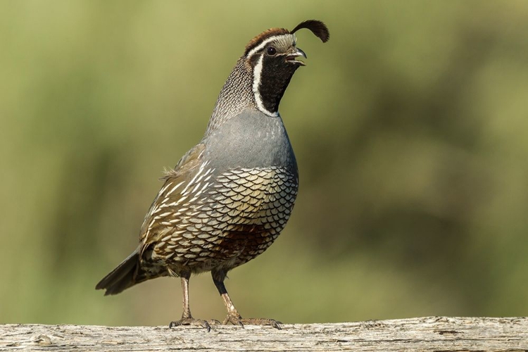 Picture of OREGON-HARNEY COUNTY-CALIFORNIA QUAIL